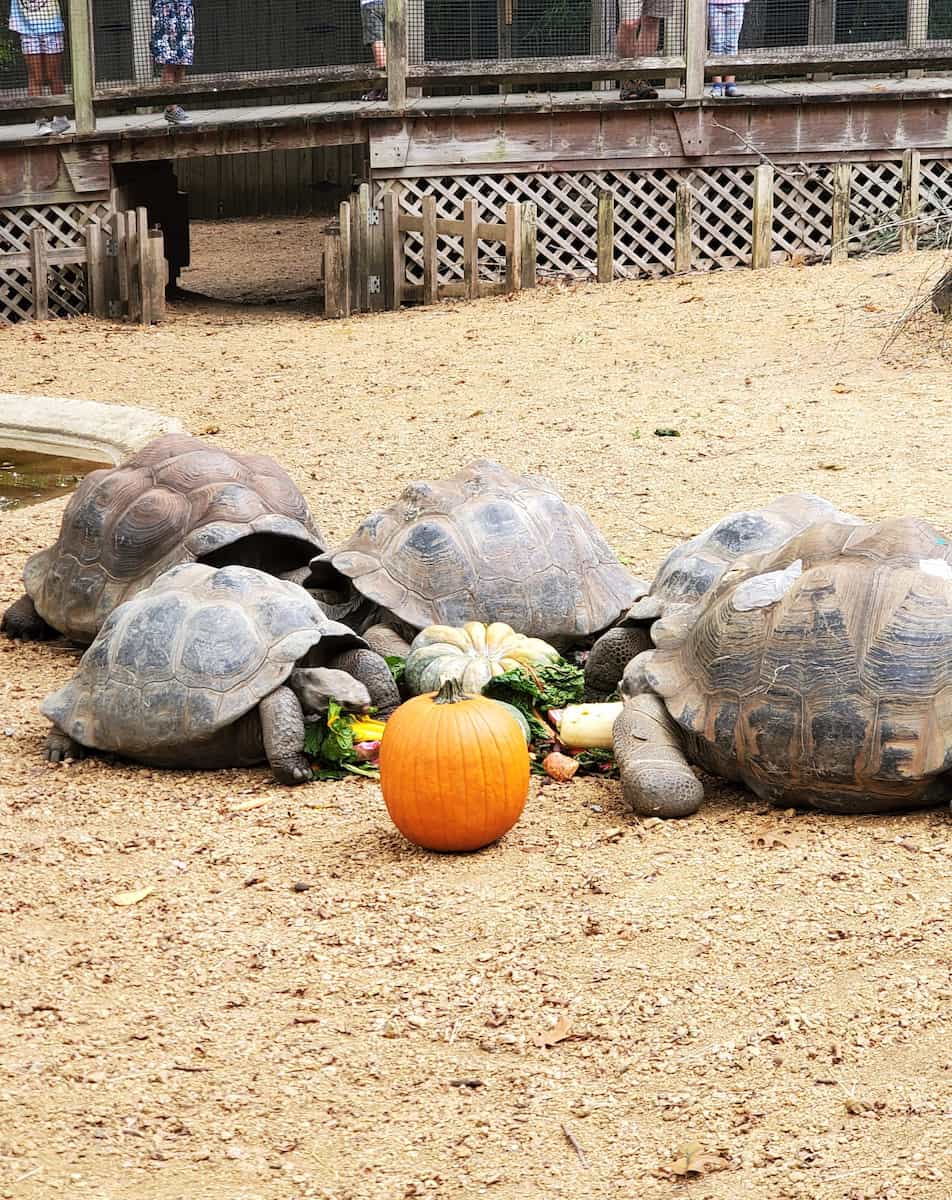 Dallas Zoo Dallas Zoo