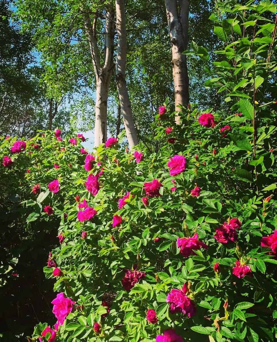 Earthquake Park, Alaska Earthquake Park, Alaska