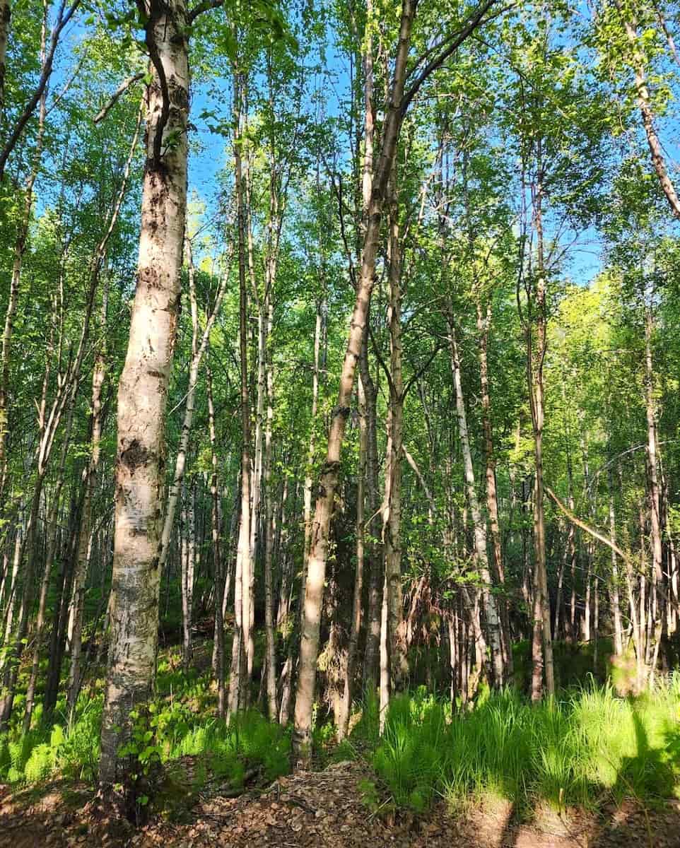 Earthquake Park, Alaska Earthquake Park, Alaska