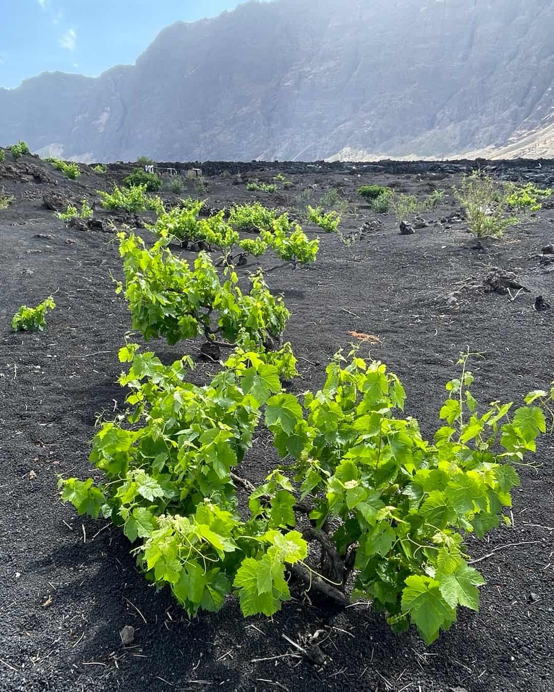 Fogo, Cape Verde Fogo, Cape Verde