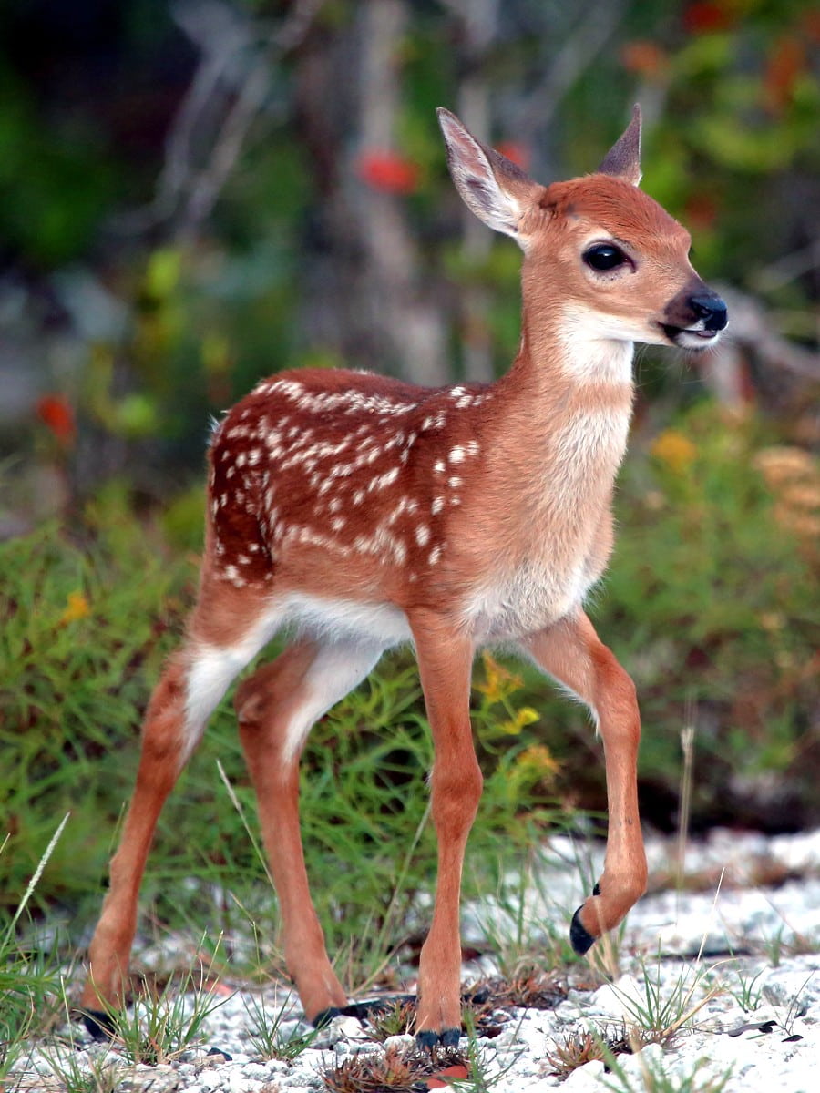 Key Deer Refuge , Florida Keys Key Deer Refuge , Florida Keys