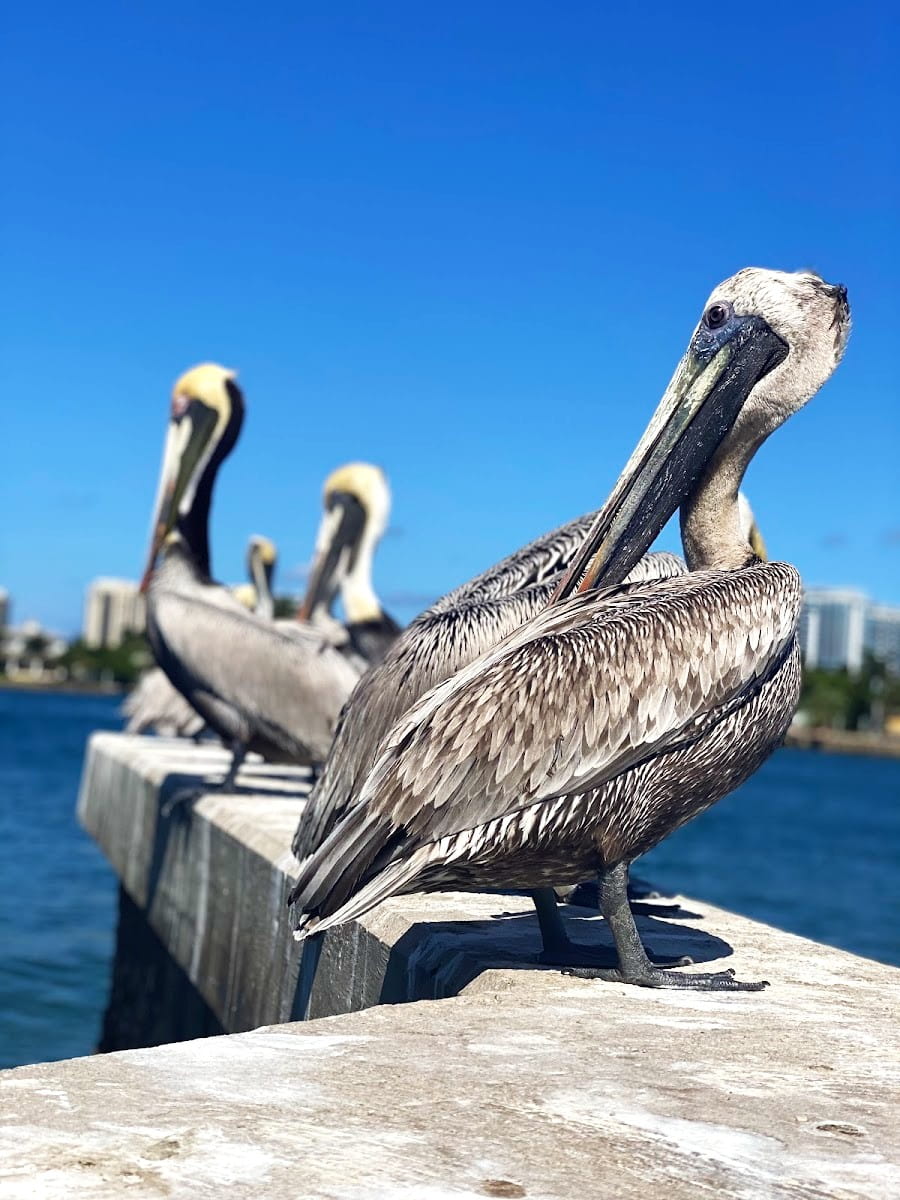 Phil Foster Park, Palm Beach Phil Foster Park, Palm Beach