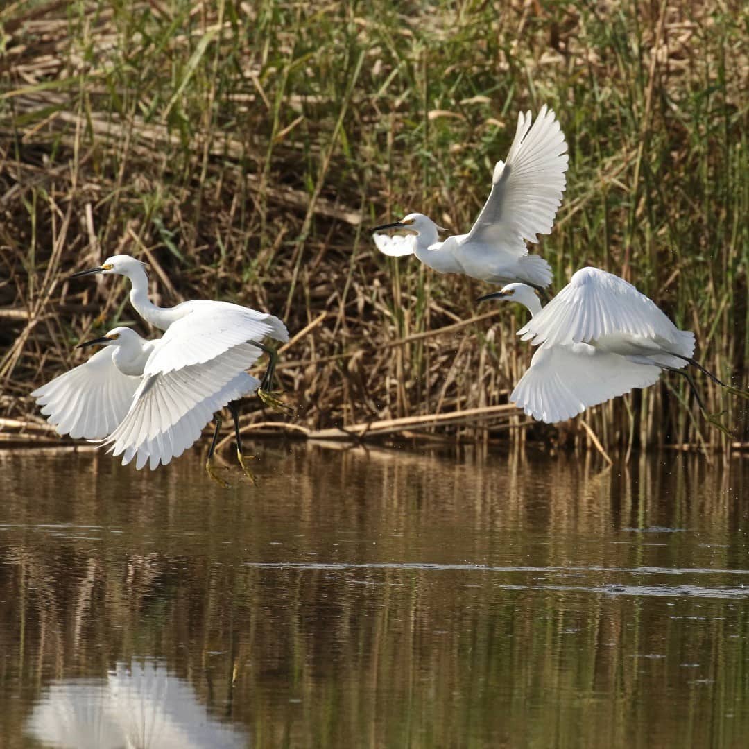 San José Estuary, Los Cabos San José Estuary, Los Cabos