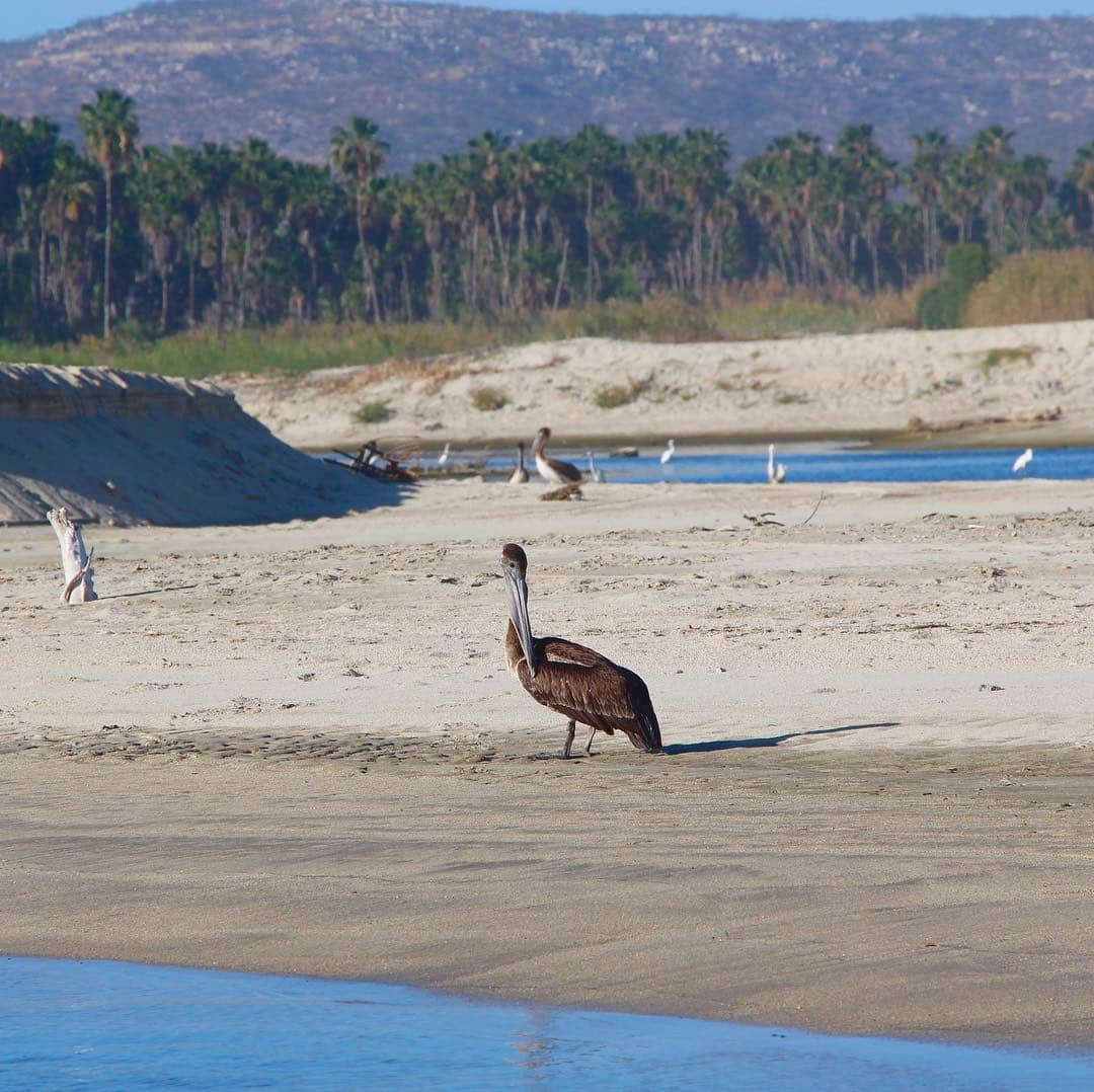 San José Estuary, Los Cabos San José Estuary, Los Cabos