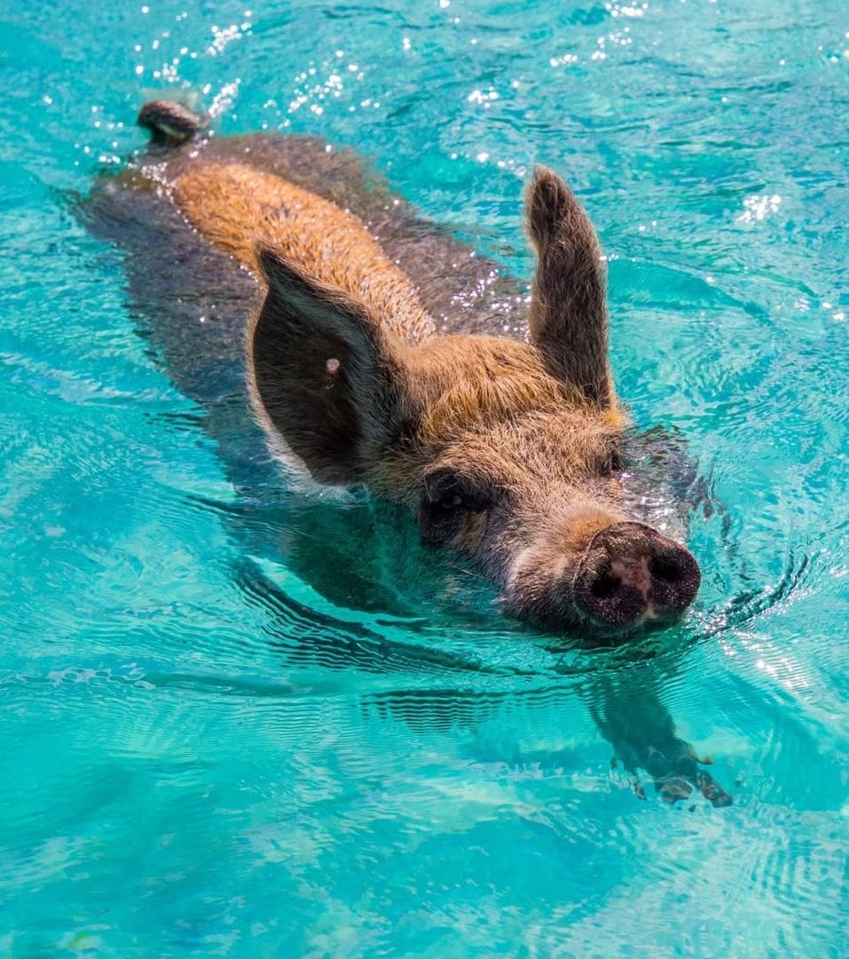 Staniel Cay, Exuma Staniel Cay, Exuma