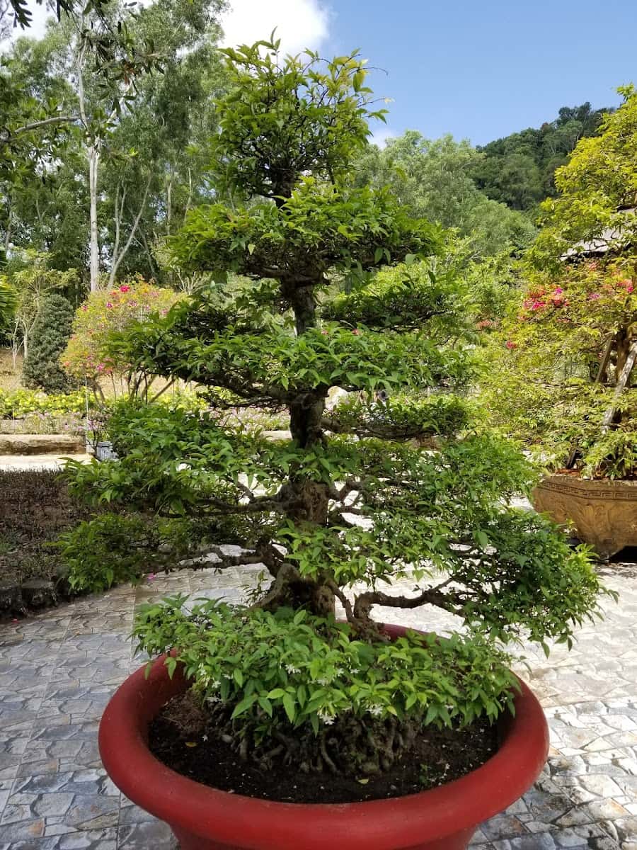 Suoi Tranh, Phu Quoc Island, Vietnam Suoi Tranh, Phu Quoc Island, Vietnam