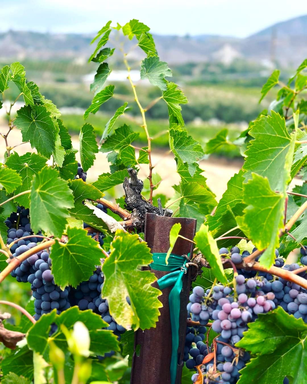 Wine Country, Temecula Valley Wine Country, Temecula Valley