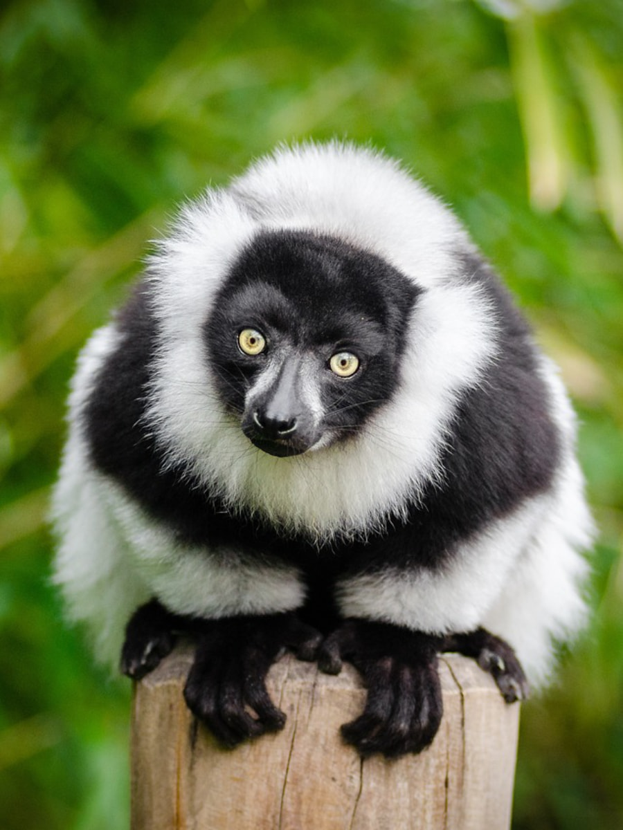 Andasibe-Mantadia National Park, Madagascar Andasibe-Mantadia National Park, Madagascar