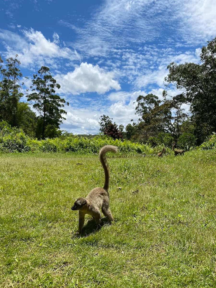 Andasibe-Mantadia National Park, Madagascar Andasibe-Mantadia National Park, Madagascar