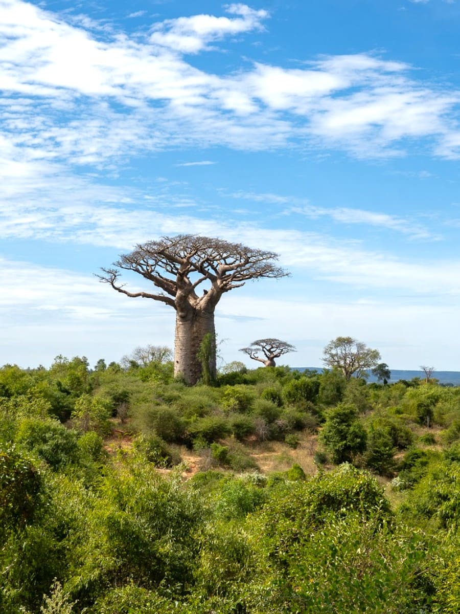 Baobab Avenue, Morondava, Madagascar Baobab Avenue, Morondava, Madagascar
