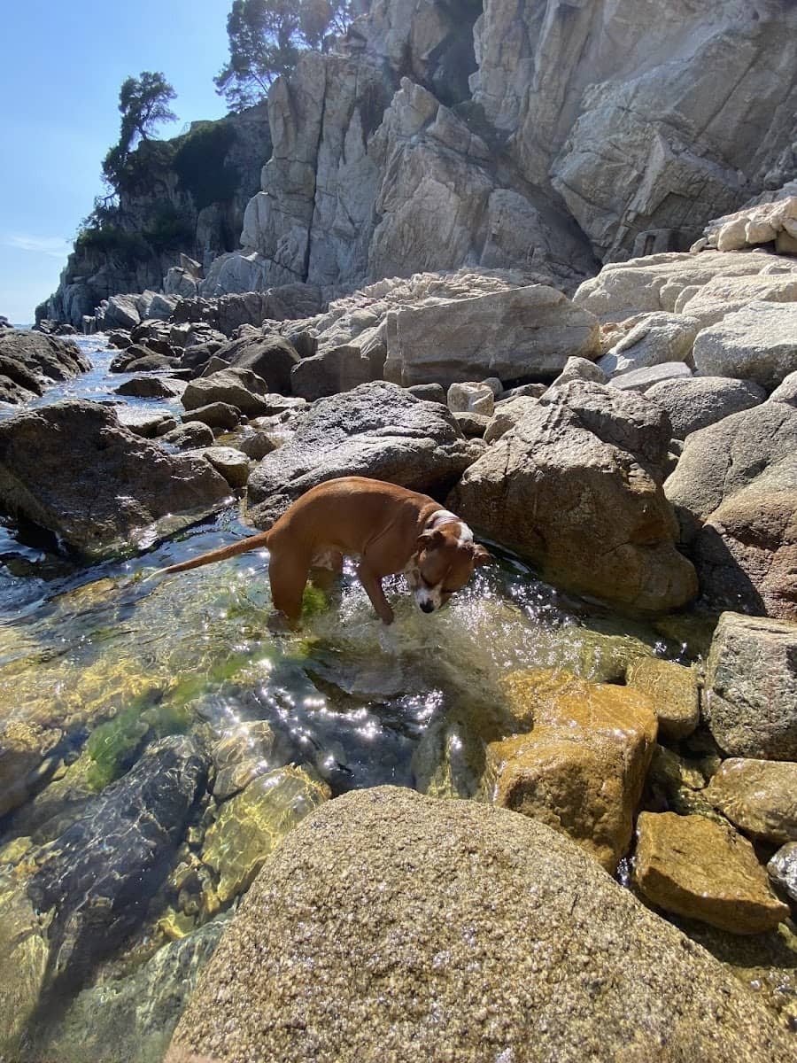 Cala Trons, Lloret de Mar Cala Trons, Lloret de Mar