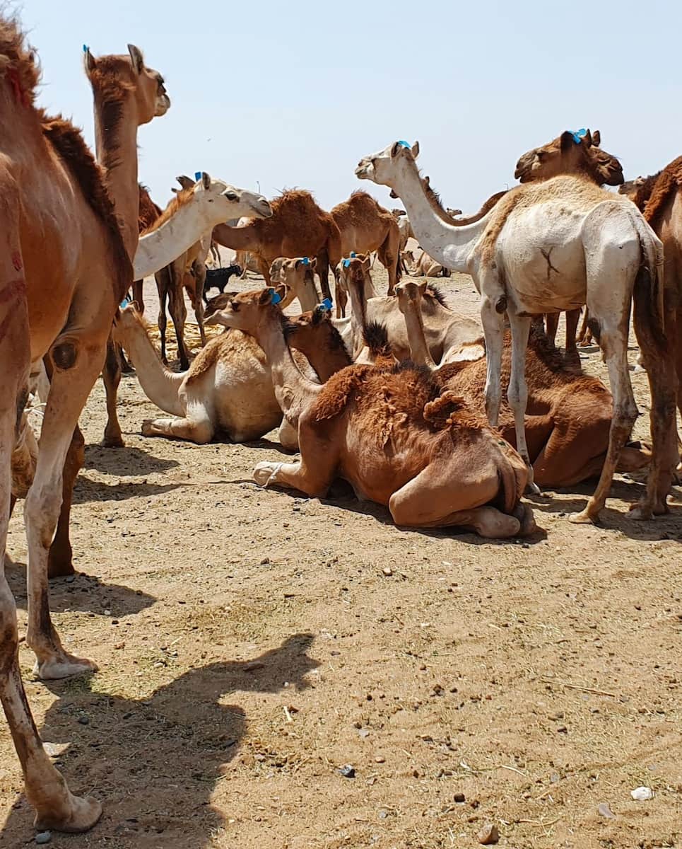 Camel Desert Ride, Marsa Alam Camel Desert Ride, Marsa Alam