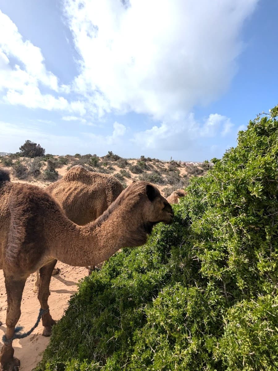 Circuit Pour Balade, Essaouira Circuit Pour Balade, Essaouira