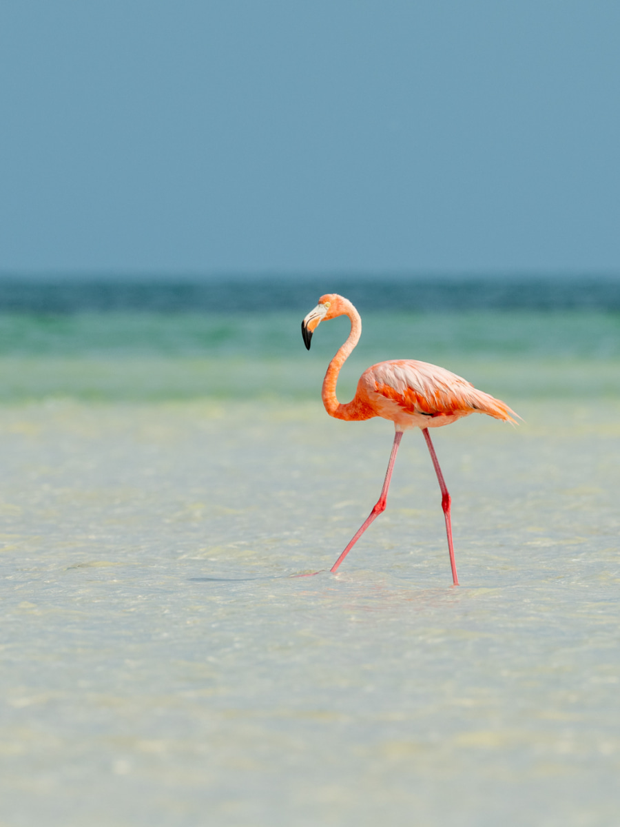 Flamingo, Holbox Flamingo, Holbox