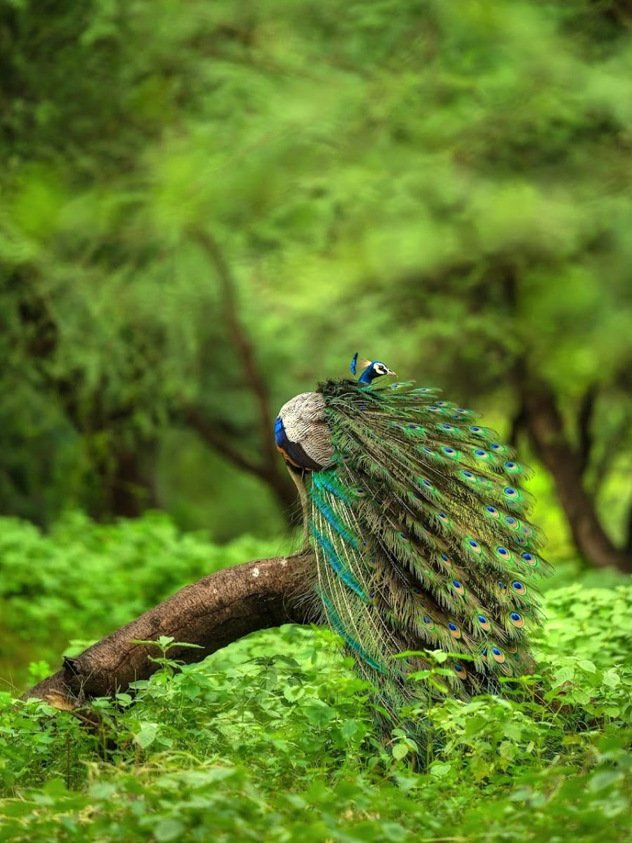 Jhalana Leopard Safari Park, Jaipur, India Jhalana Leopard Safari Park, Jaipur, India