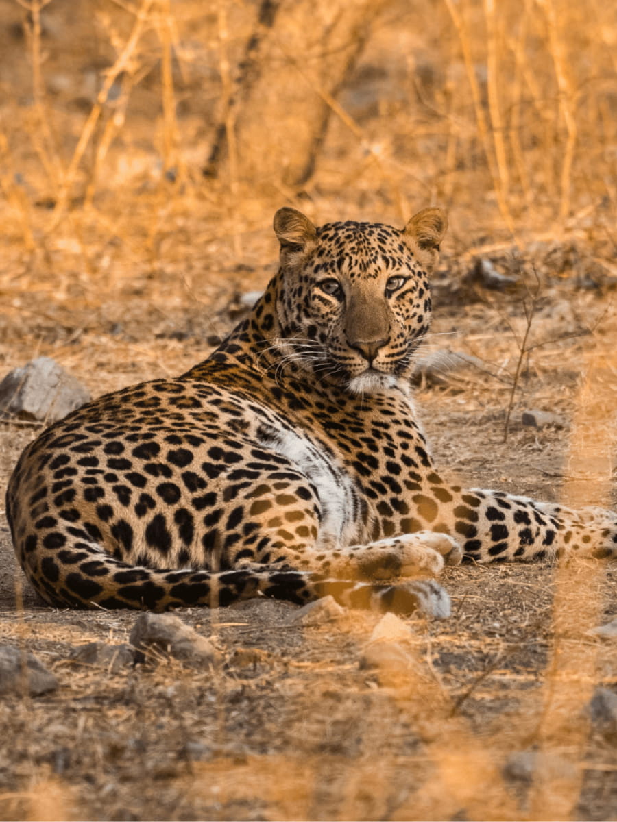 Jhalana Leopard Safari Park, Jaipur, India Jhalana Leopard Safari Park, Jaipur, India