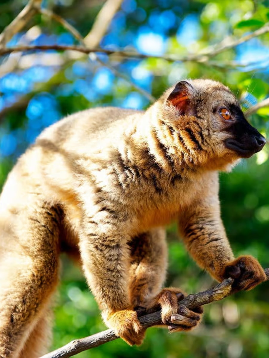Nosy Komba, Madagascar Nosy Komba, Madagascar