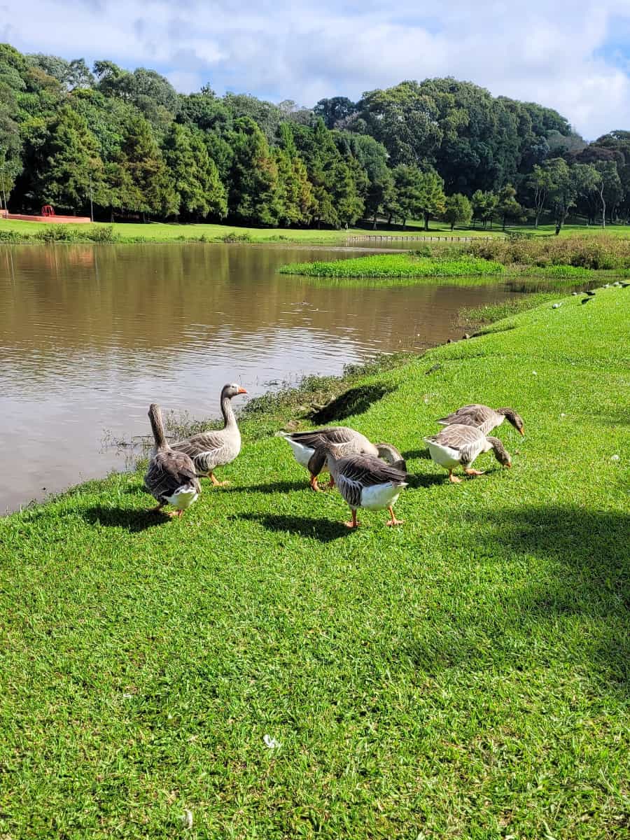 Parque São Lourenço, Curitiba