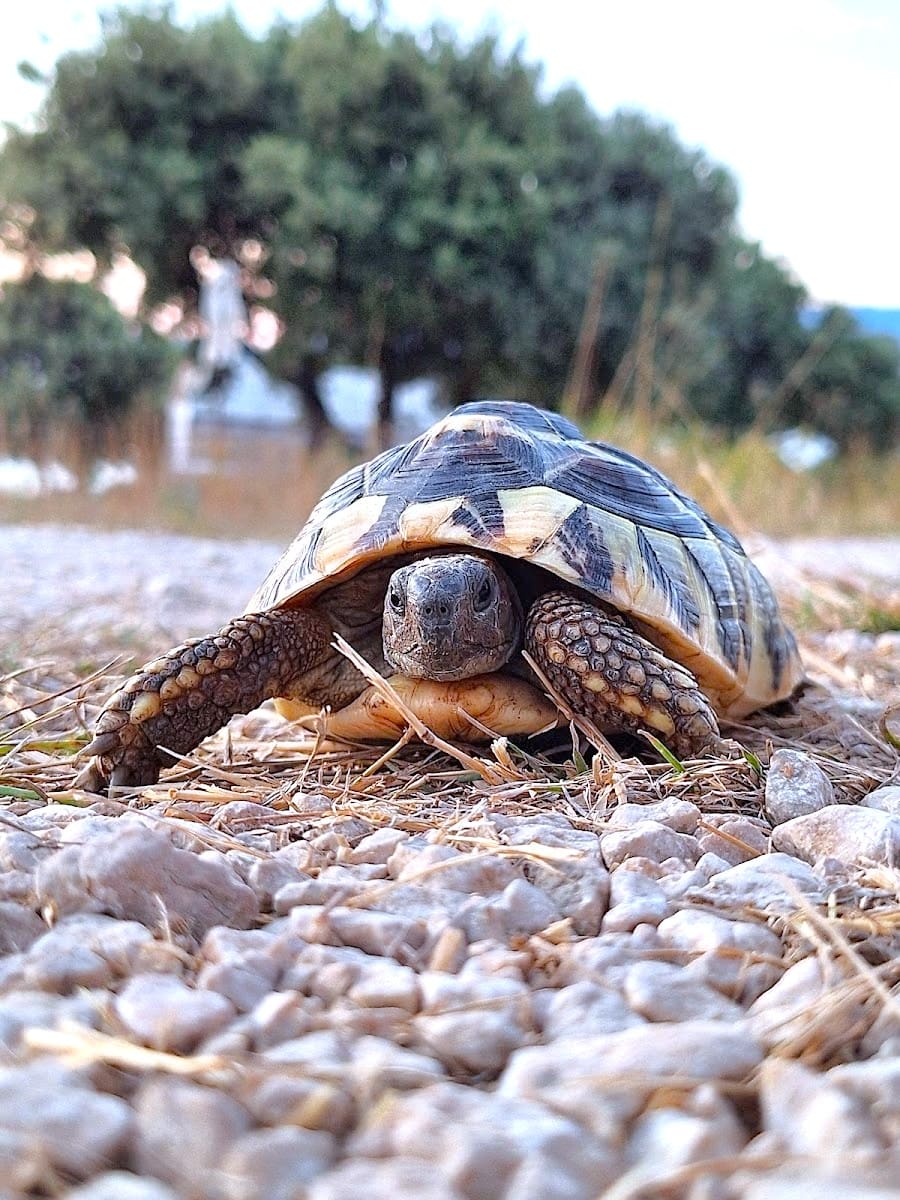 Plaza Girenica, Pag Plaza Girenica, Pag