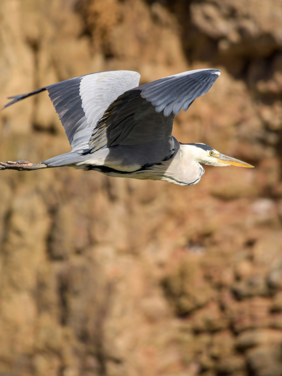 Senda Ecológica del Tajo, Toledo Senda Ecológica del Tajo, Toledo