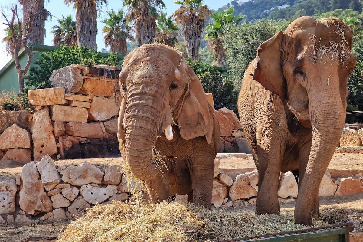 The Zoosafari Fasanolandia, Alberobello The Zoosafari Fasanolandia, Alberobello