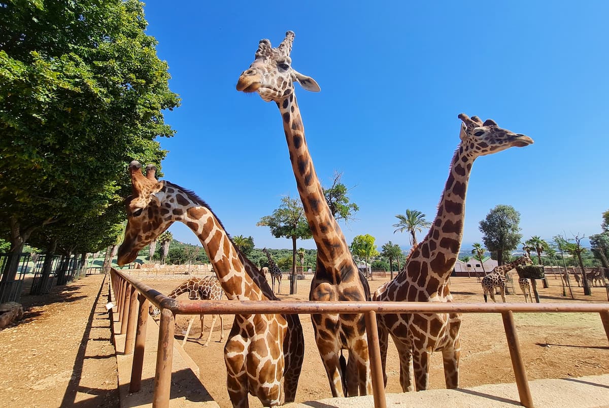 The Zoosafari Fasanolandia, Alberobello The Zoosafari Fasanolandia, Alberobello
