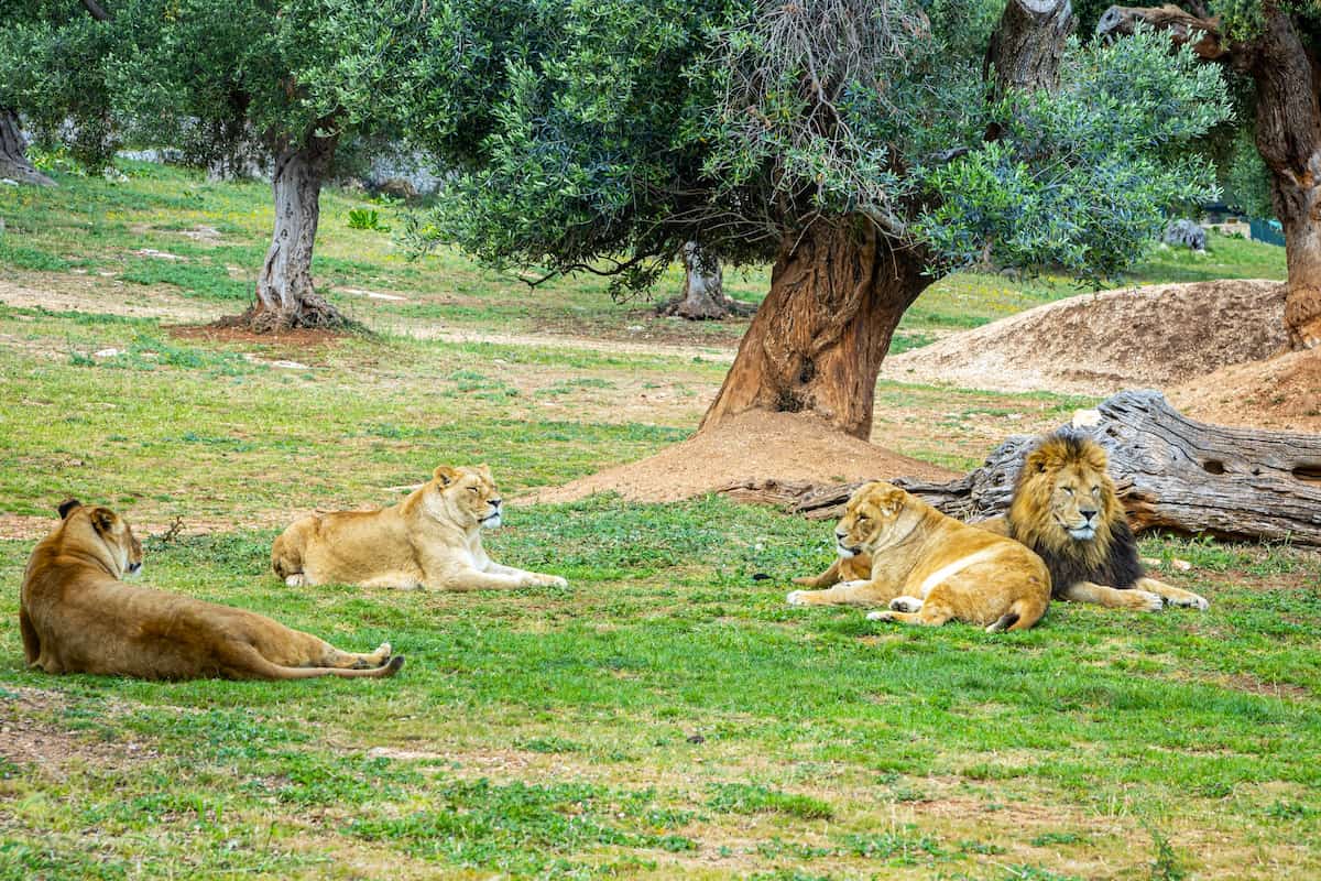 The Zoosafari Fasanolandia, Alberobello The Zoosafari Fasanolandia, Alberobello