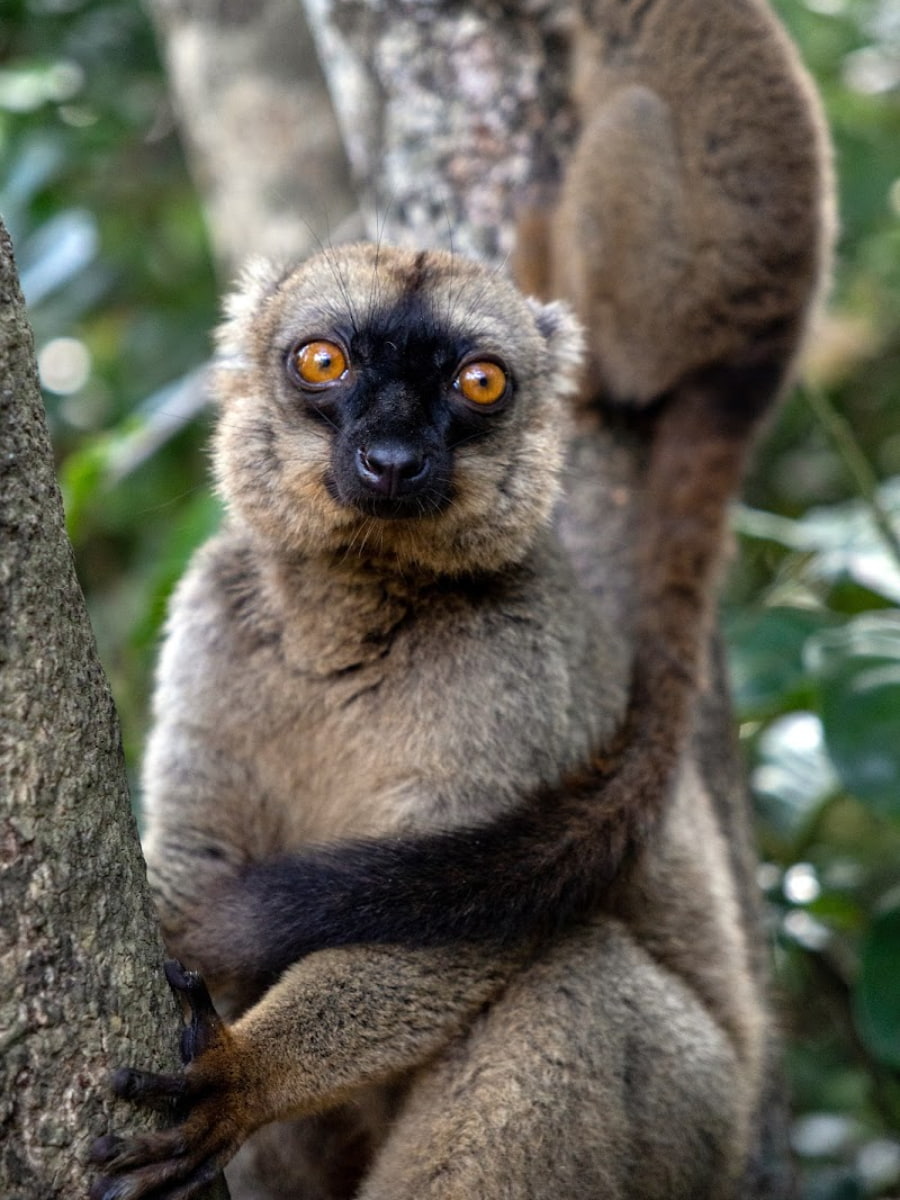 Vakôna Lemur Island, Madagascar Vakôna Lemur Island, Madagascar