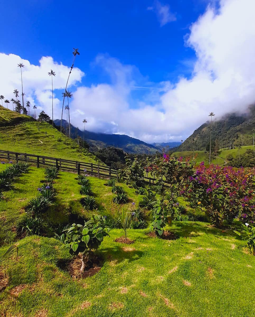 Cocora Valley, Salento Cocora Valley, Salento