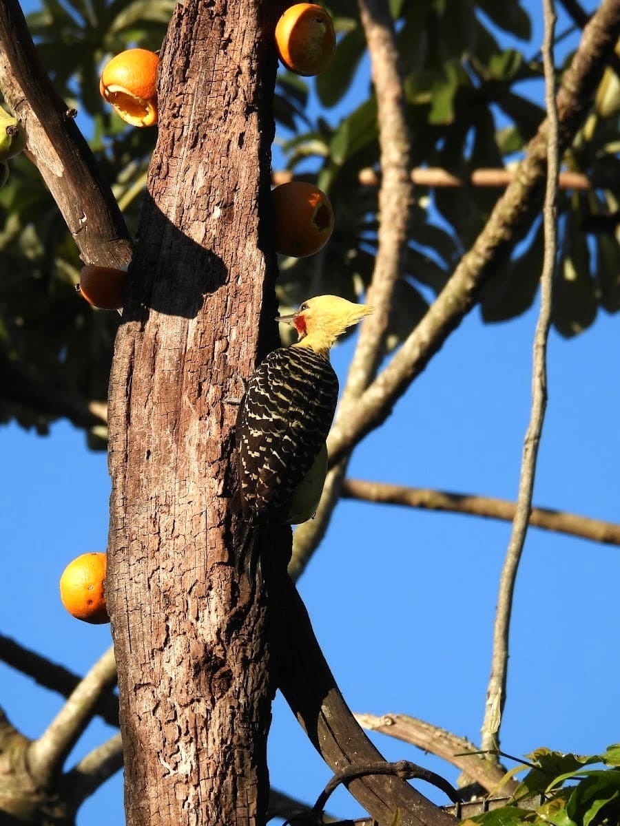 Jardin de los Colibríes, Puerto Iguazú Jardin de los Colibríes, Puerto Iguazú
