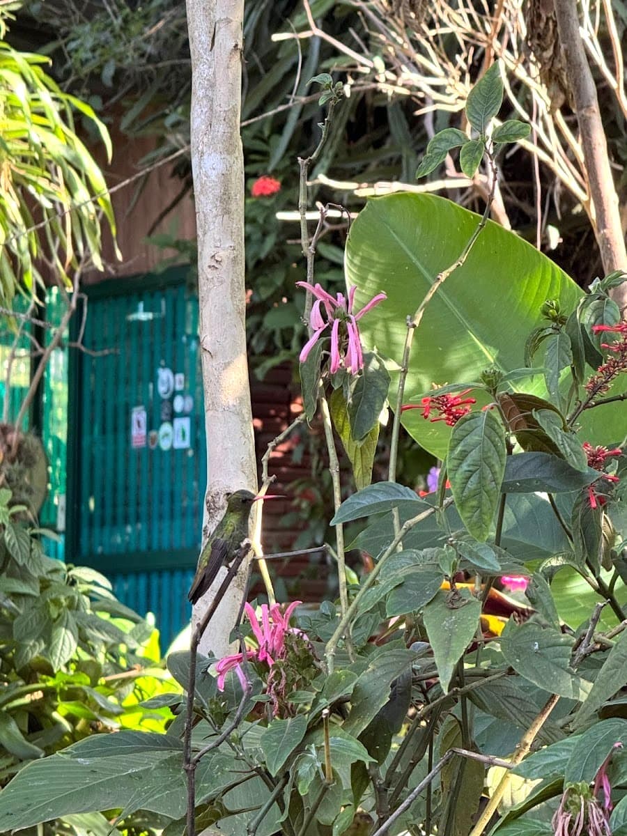 Jardin de los Colibríes, Puerto Iguazú Jardin de los Colibríes, Puerto Iguazú