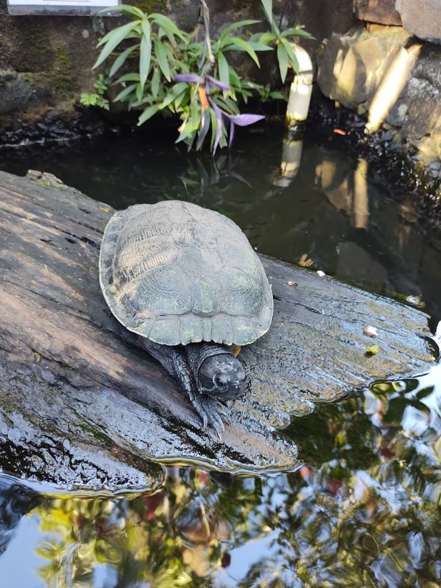 Jardin de los Colibríes, Puerto Iguazú Jardin de los Colibríes, Puerto Iguazú