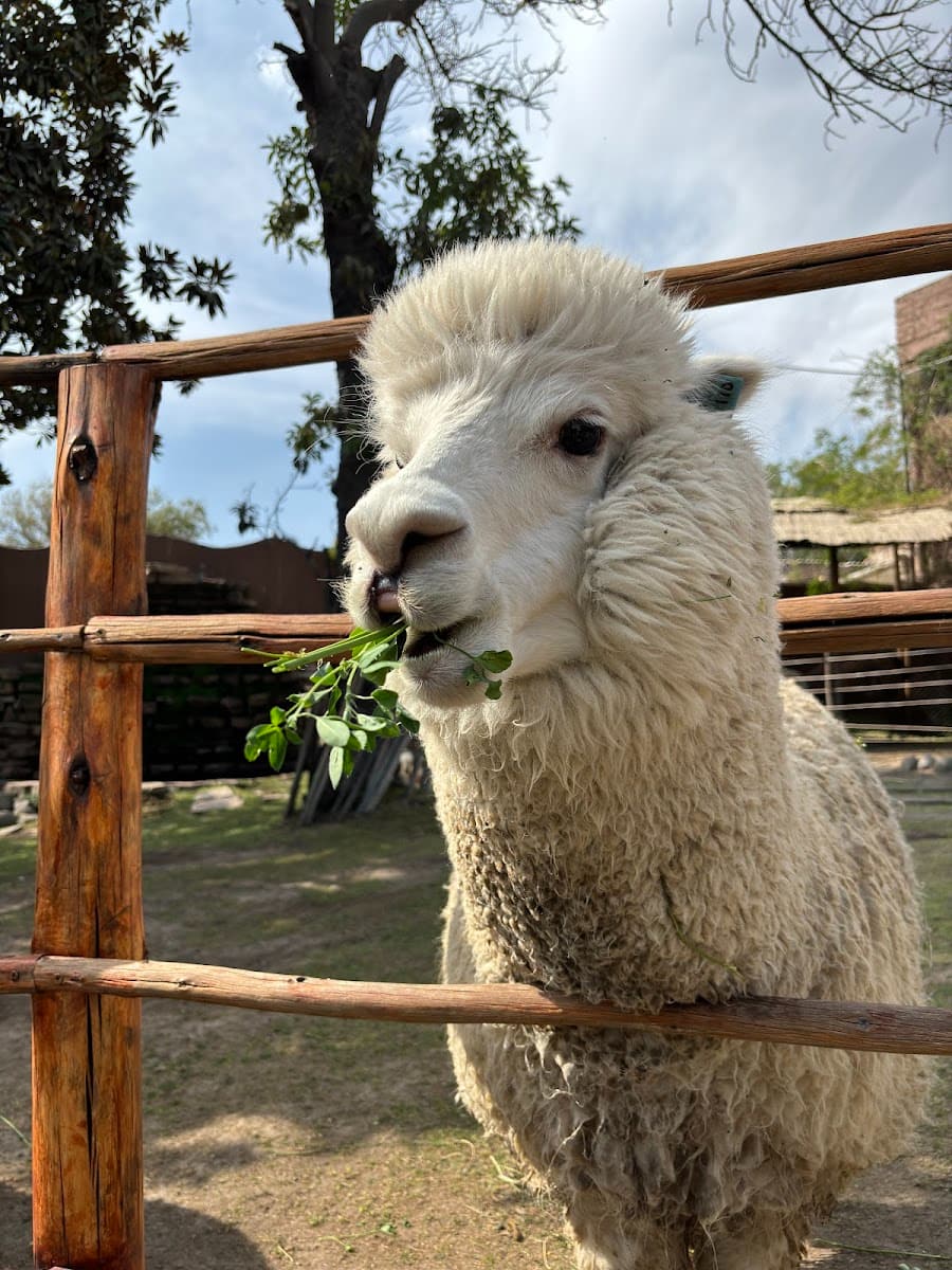 Mundo Alpaca, Arequipa Mundo Alpaca, Arequipa