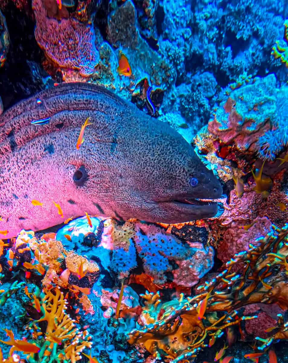 Scuba Diving, Egypt Scuba Diving, Egypt