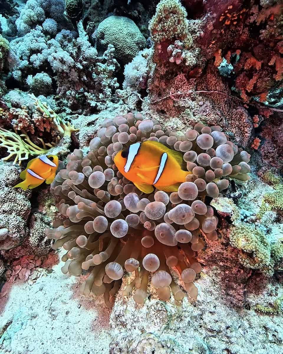 Scuba Diving, Egypt Scuba Diving, Egypt