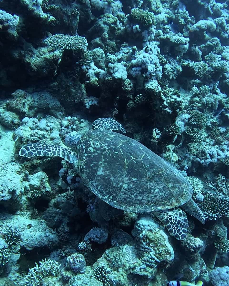 Scuba Diving, Egypt Scuba Diving, Egypt